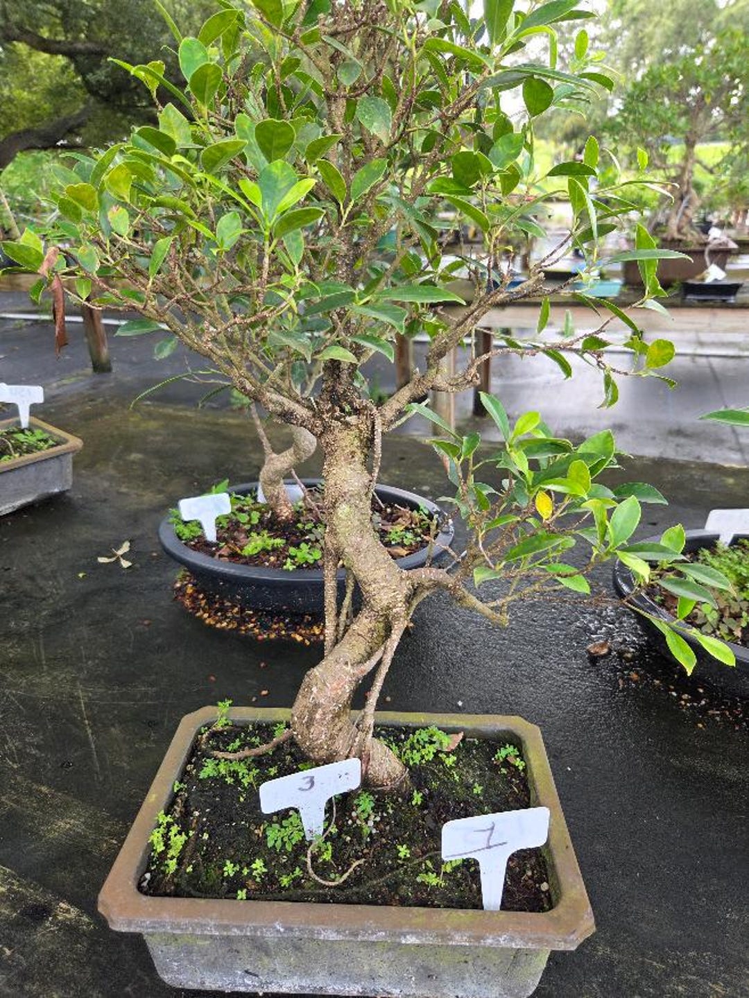 フィカス ベンガレンシス 8号 150cm S-shaped tree form フィカス