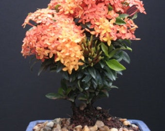 Orange Ixora Bonsai Tree Dwarf Leaves and Blooms for Indoor Near a Window -  Etsy