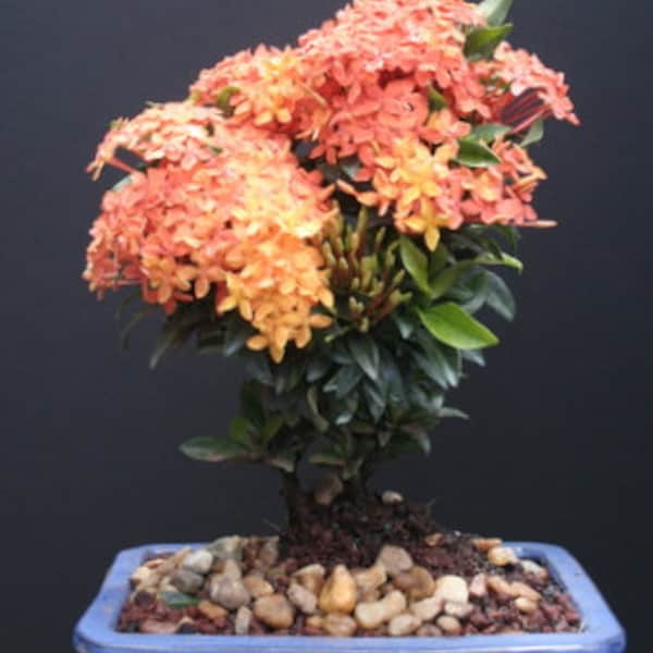 Orange Ixora bonsai tree dwarf leaves and blooms for indoor near a window
