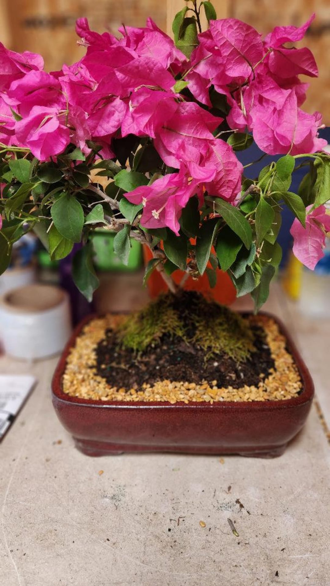 Biancalani 花瓶☆SALE Purple and Some Pink Bougainvillea Bonsai Tree. Blooms Many Times