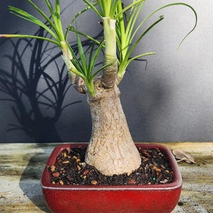 Bonsai Palm - Etsy