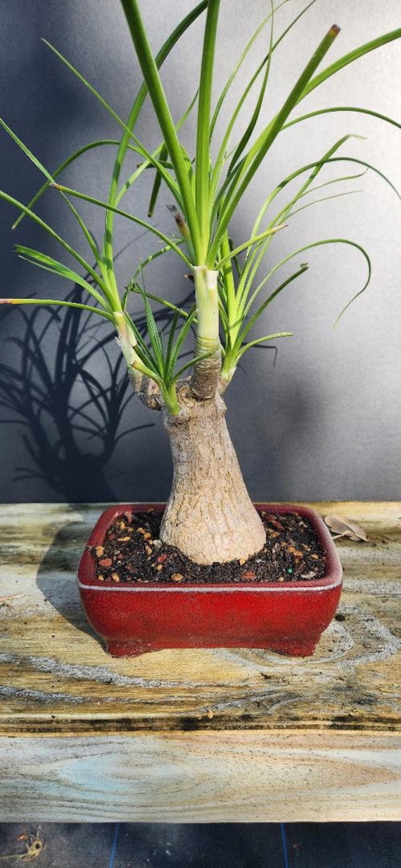 spider reverse plant 6in Spider Plant Reverse – Paraíso Plant Studio main image 0