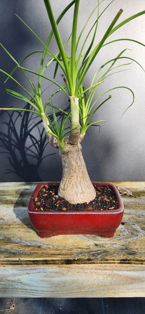 big succulent plant Handcrafted Faux Mix Succulents In Bowl 13