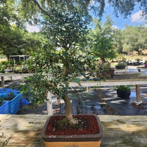 Imported Chinese Elm in SPECIAL Unglazed   12 inch pot  This is the tree you will receive