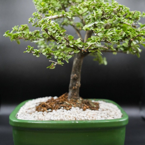 Lousbonsai  Premna bonsai tree.  Easy easy easy indoors