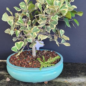 Lousbonsai.com Variegated Ficus with figs bonsai tree for indoors. Beginner tree.