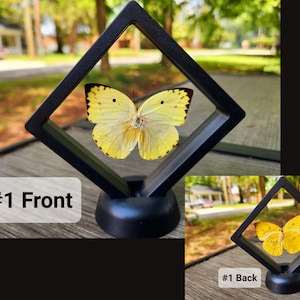 Insect and Bones Floating frames!