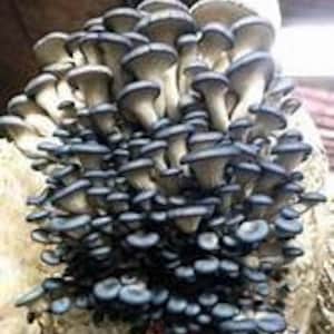King Blue Oyster Mushroom Liquid Culture