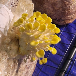 Golden Oyster Mushroom Liquid Culture