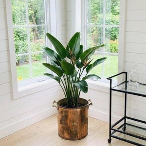 May include: A large green Bird of Paradise plant with broad, paddle-shaped leaves housed in a cylindrical, weathered copper planter. The planter features two side handles and embossed decorative motifs including a central bird and crescent moons.