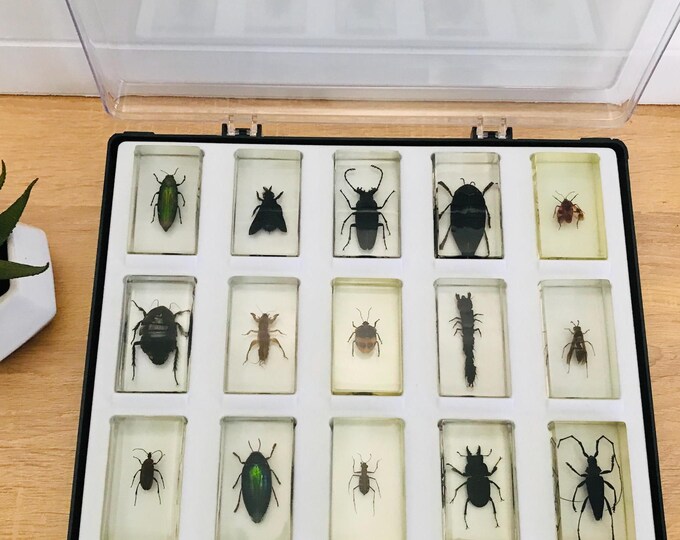 Bug Collection Case Insect Specimens Display Case, 15 Insect Resin in Showcase, Insect ...