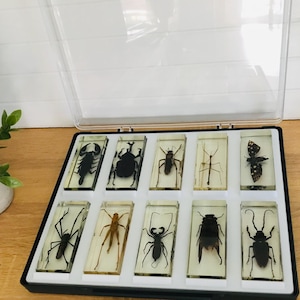 Vitrina para especímenes de insectos, 10 resinas de insectos en vitrina, colección de insectos, bloque de resina de insectos vintage RBA, vitrina de insectos reales, curiosidad, regalo