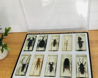 Insect Specimens Display Case, 10 Insect Resin in Showcase, Insect Collection, Vintage RBA Insect Resin Block, Real Bug Case, Curio, Gift