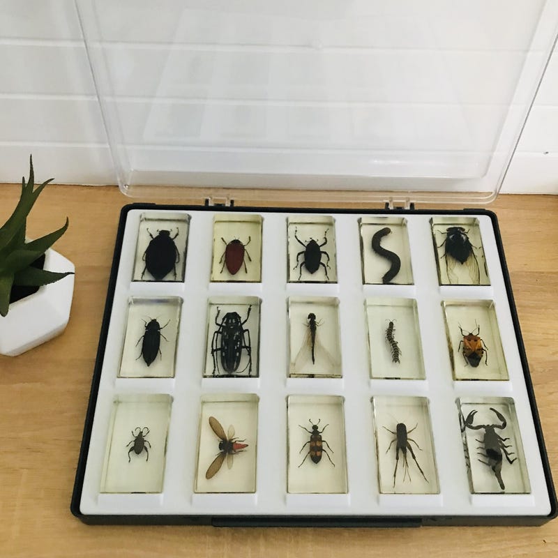 Insect Collection - Etsy