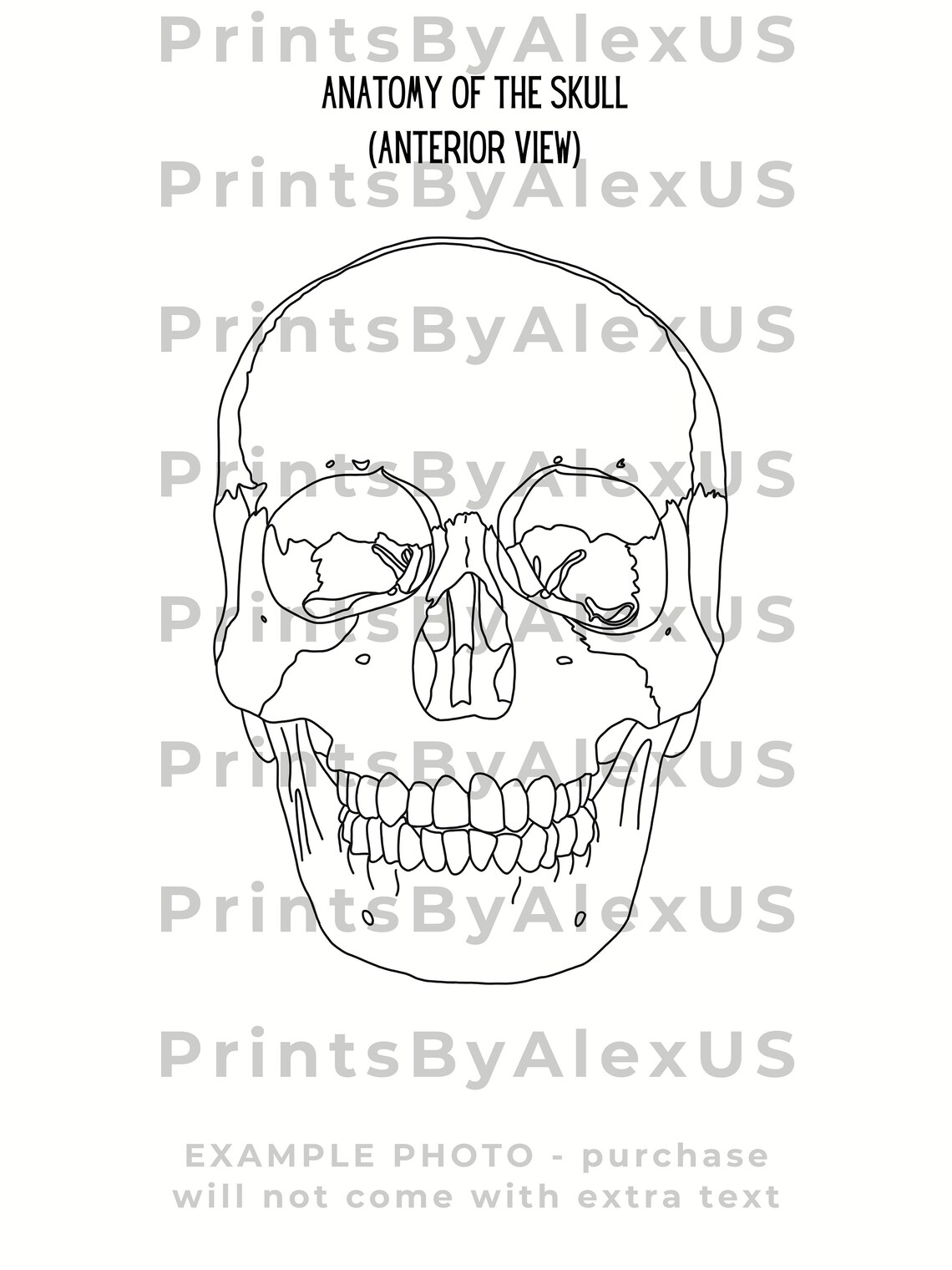 Anatomy of the Skull | Anatomy Study Tool | Learning Diagram | Anatomy ...