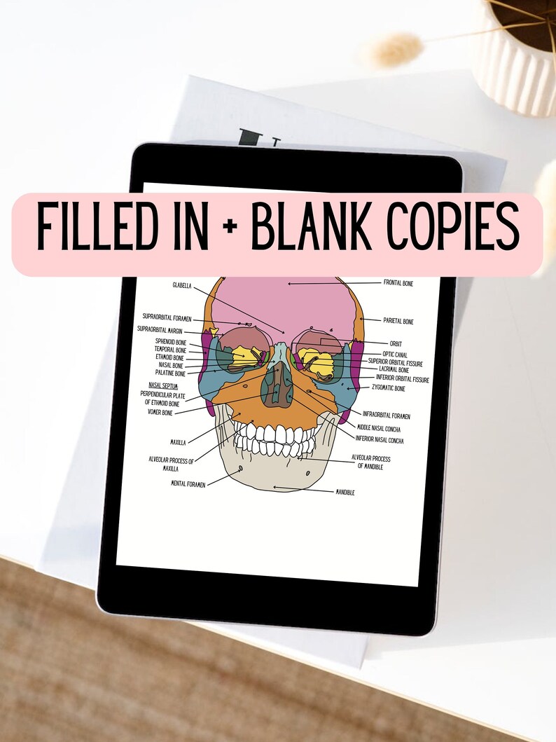 Anatomy of the Skull Anatomy Study Tool Learning Diagram Anatomy
