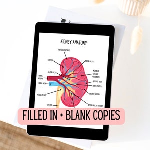 Kidney Anatomy Diagram | Anatomy Study Tool | Labeled Human Kidney | Anatomy Print | Digital Download