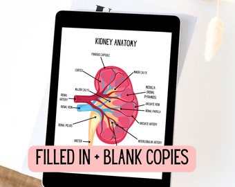 Kidney Anatomy Diagram | Anatomy Study Tool | Labeled Human Kidney | Anatomy Print | Digital Download