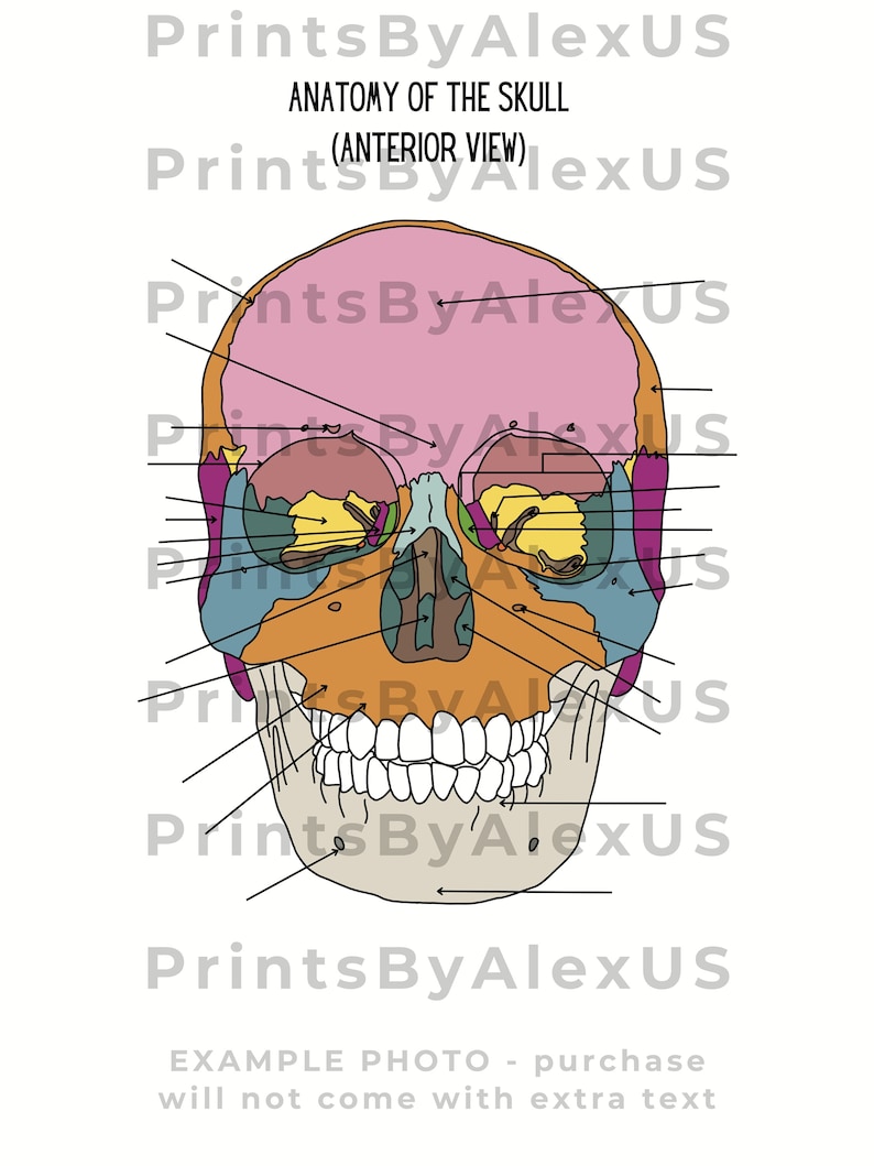 Anatomy of the Skull Anatomy Study Tool Learning Diagram Anatomy