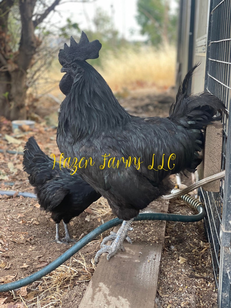 33 FREE SHIPPING Variety Pack Eggs From Ayam Cemani, Porcelain D'uccle