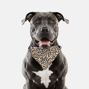 Op de afbeelding: Een grijze pit bull terrier hond met een bruin en zwart luipaardprint bandana. De hond zit en kijkt recht in de camera met zijn mond open en tong naar buiten.