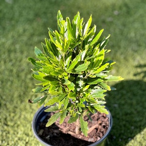 Olympia Aralia | 6 inch pots