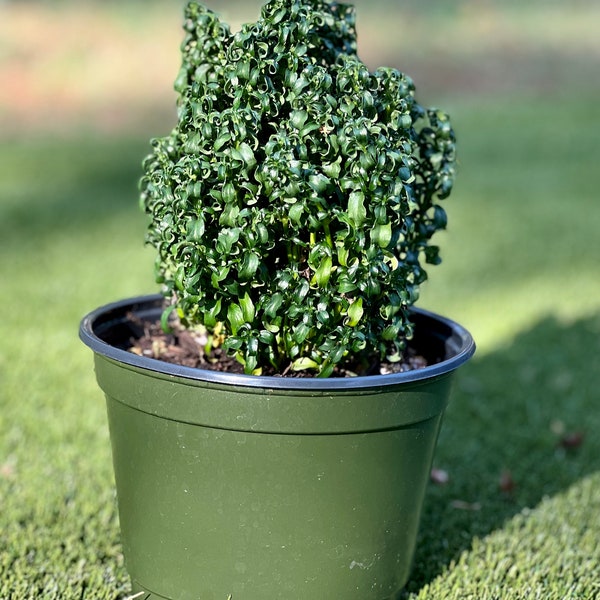 Curly Alternanthera