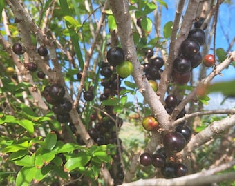 Red Hybrid Jaboticaba Fruit Tree Seedling Dwarf Brazilian Grape Myciaria Cauliflora