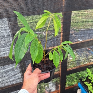 May include: A small potted plant with vibrant green leaves. The plant is held in a black plastic pot, and the background features a mesh screen and wooden structure. The plant appears to be a young sapling.