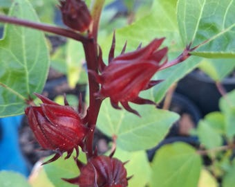 Roselle Plant Live Plant, Edible Hibiscus Sabdariffa for Tea