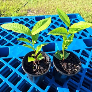 Wax Jambu Fruit Tree, NO ca,tx,la,az,ak,hi  Organic Natural, wax apple, Java apple, rose apple