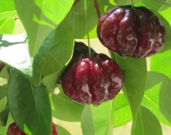 Surinam Cherry (Eugenia uniflora) Fruit Tree Live Plant