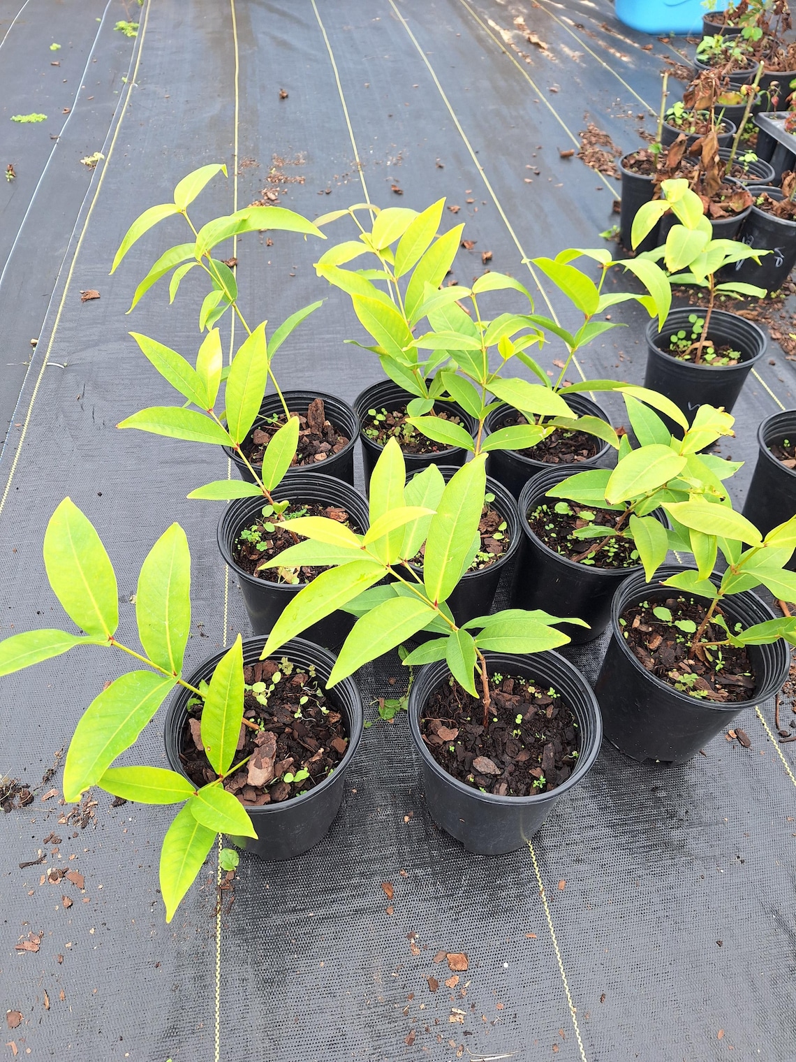 Red Wax Jambu Fruit Tree, Dragon, Java Apple, Rose Apple Syzygium ...