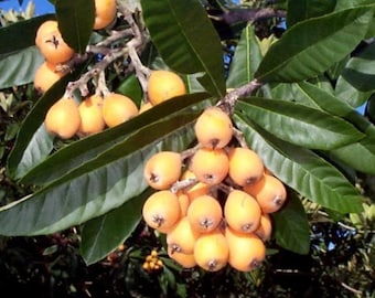 Loquat (Eriobotrya japonica) Japanese Plum Fruit Tree Live Plant