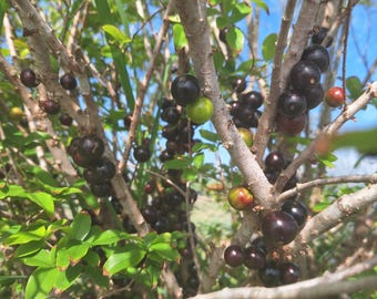 Red Hybrid Jaboticaba 3 GAL Fruit Tree, Dwarf Brazilian Grape Plant, Container Friendly
