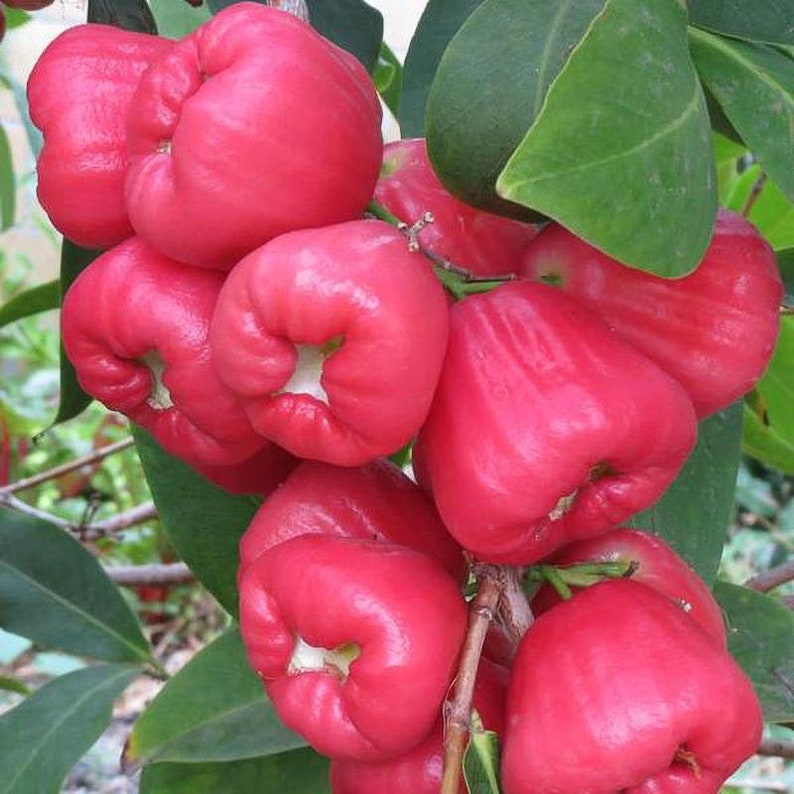 Wax Jambu Fruit Tree, NO Ca,tx,la,az,ak,hi Organic Natural, Wax Apple ...
