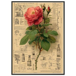 Vintage Botanical Rose Poster | Antique Flower Illustration Print | Victorian Botanical Wall Art | Red Rose Science Diagram Decor