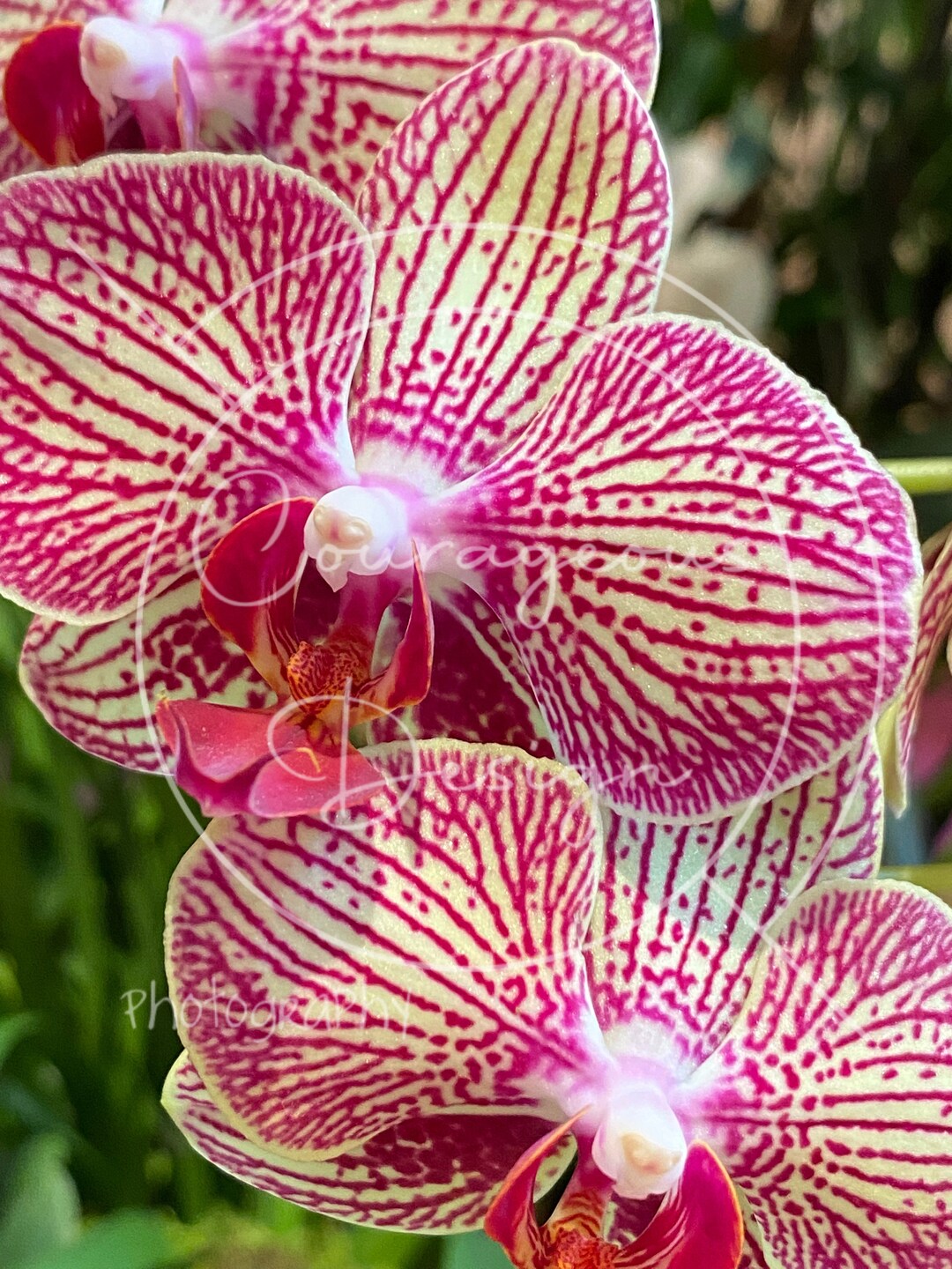New Orchid Fine Art Photography Canvas Prints Multiple Options Etsy