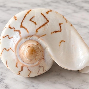May include: A polished white seashell featuring a spiral shape and distinct brown zigzag patterns across its surface. The center of the shell displays a smooth, rounded tan apex, while the outer edge curves into a wide, open aperture.
