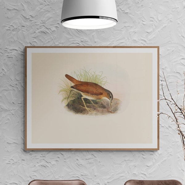 Digital Download - Vintage Bird Art Illustration-Authentic Antique Bird Design-Unique Printable Wall Decor for Nature Lovers and Collectors