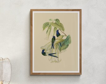Timeless Hummingbird Art Download, Exquisite Vintage Bird Illustration, Elegant Wall Art, & Cherished Gift for Nature Enthusiasts