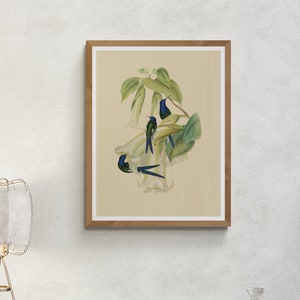 Timeless Hummingbird Art Download, Exquisite Vintage Bird Illustration, Elegant Wall Art, & Cherished Gift for Nature Enthusiasts