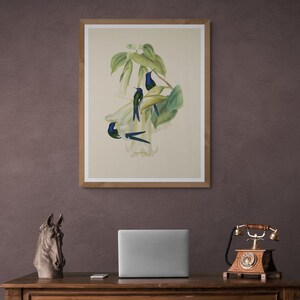 Art captivant de colibri vintage, téléchargement numérique, décor d’oiseau classique et cadeau inoubliable, parfait pour les amoureux de la nature