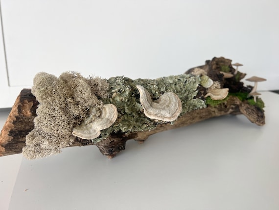 Woodland Moss Terrarium: Hand-Painted Mushrooms, Natural Sculpture