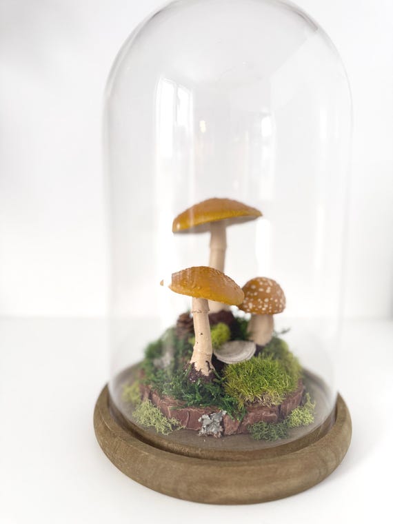Woodland Terrarium Specimen Cloche: Mushrooms, Moss