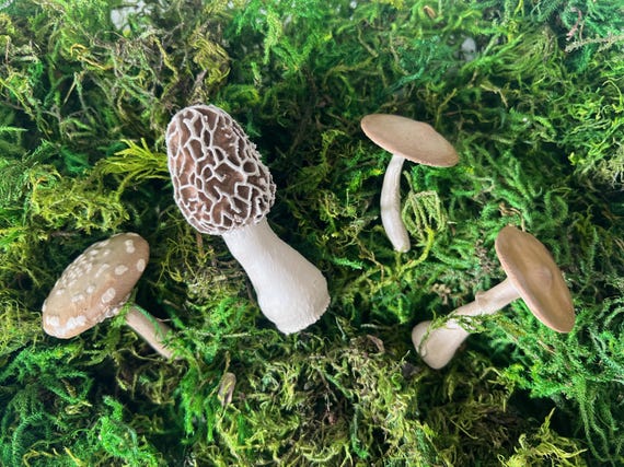 Hand-Painted Mushroom Terrarium Set: Miniature Fungi, Nature Craft Supply