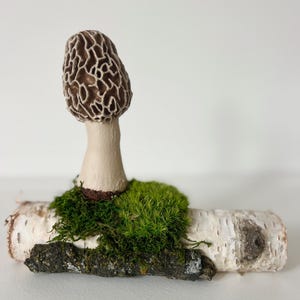 Botanical Woodland Mushrooms Moss Decor - Morel Mushrooms Paper Birch - Natural Materials - Free Shipping - Unique Nature Art Sculpture