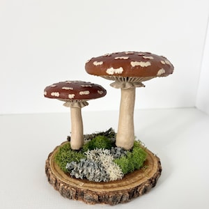 Mushrooms Moss - Living Art - Botanical Art - Nature Sculpture Terrarium - Natural Materials - Woodland Forest - Centerpiece - Decor