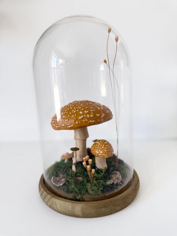 Woodland Terrarium Specimen Cloche: Mushrooms, Moss