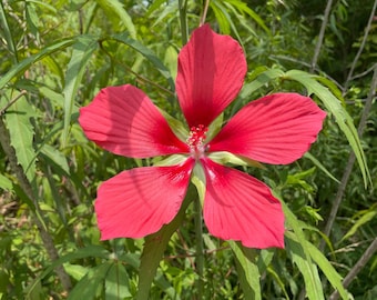 Semillas de Hibiscus coccineus – Malva escarlata – 50 semillas